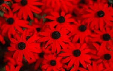 a beautiful red background for the summer