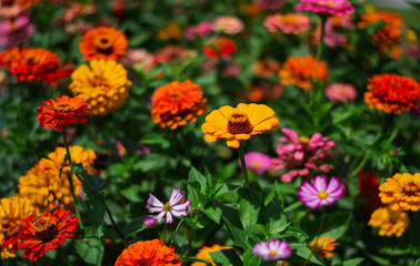 the arrival of Spring with all the colors of the world