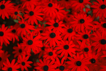 a beautiful background of red spring flowers