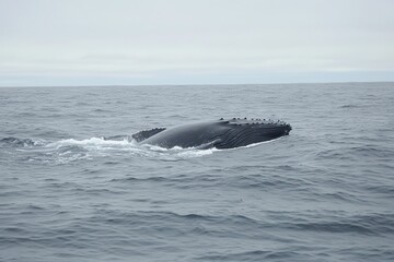 Fototapeta premium Majestic Humpback Whale Breaching Gracefully in Alaskan Waters