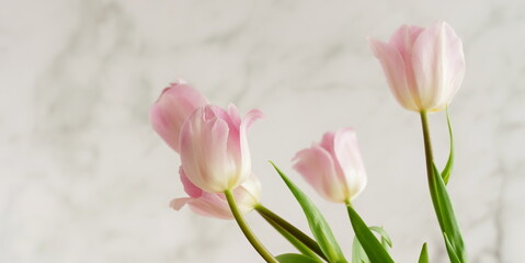 Pink tulips flowers bouquet on white marble background top view banner. Floral template. Botanical fine art poster