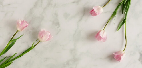 Pink tulips flowers bouquet on white marble background banner with copy space. Floral template, mockup © irenastar