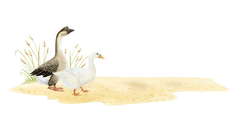 Watercolor geese on sandy ground with grass watercolor illustration isolated on white. Poultry yard waterfowl birds in hand drawn realistic style. Easter farm clipart for village designs and templates © Elena Malgina