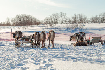 Reindeer in harness at a traditional reindeer herder's festival. Arctic region.