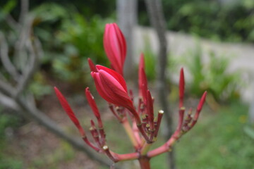 Red frangipani (Plumeria rubra) -Delicate toxic red bud 