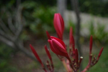 Red frangipani (Plumeria rubra) -Delicate toxic red bud 