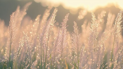 Fototapeta premium Delicate grass blades glistening with morning dew in soft sunlight.