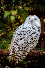 Closeup of a snowy owl