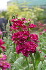 Obraz premium Red Hoary Stock, Red Hoary Stock or Matthiola Incana is a member of the Brassicaceae family of flowering plants. It's also commonly known as Brompton Stock, Common Stock, Red flower in garden