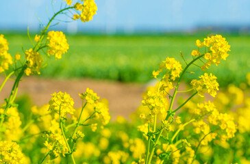 Colorful flowers growing in an agricultural field, Almere, Flevoland, The Netherlands, April 5, 2025