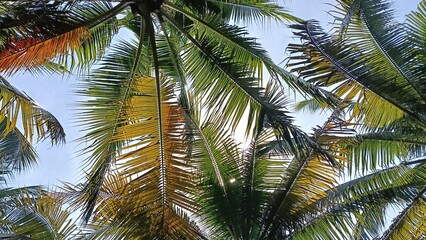 coconut palm tree