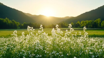 Naklejka premium Sunset Meadow Bliss White Flowers in Golden Light
