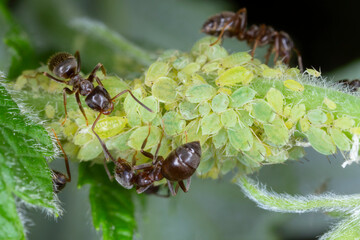 Colony of Small raspberry aphid, Aphis idaei. One of the most damaging pests of raspberry canes. Wingless individuals accompanied by ants on a raspberry tree in the garden.