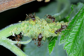 Colony of Small raspberry aphid, Aphis idaei. One of the most damaging pests of raspberry canes. Wingless individuals accompanied by ants on a raspberry tree in the garden.