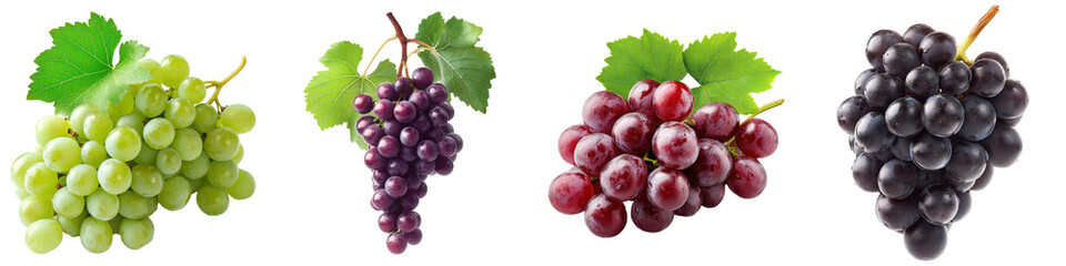 Fototapeta premium Four Bunches of Green, Red, Purple and Black Grapes.
