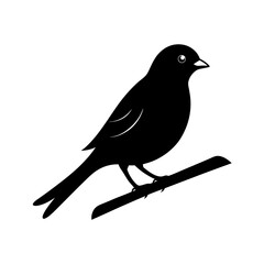 blackbird on a branch
