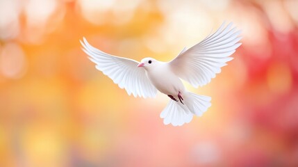 White dove in flight against a warm, autumnal background