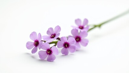 Creeping Phlox Flowers Isolated On White