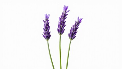 Naklejka premium Three Lavender Flower Stalks On White