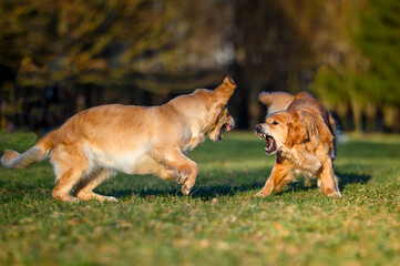 two golden retriever dogs playing or fighting outside in park in spring at sunset
