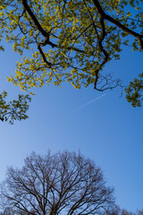 trees in the sky