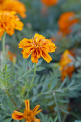 Yellow red french marigold flower blossom in garden, Yellow red french Mari Gold flowers for decorate garden, Close up of beautiful small marigold flower in garden. Marigold flowers bloom in nature