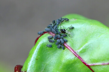 Aphid parasitoid, Aphidius colemanni, laying eggs to greenflies bodies. Aphidiinae are a subfamily...