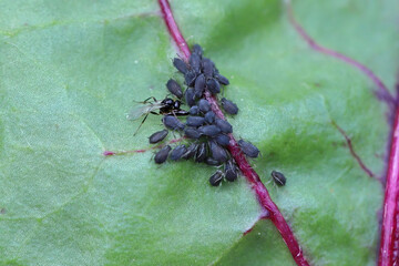 Aphid parasitoid, Aphidius colemanni, laying eggs to greenflies bodies. Aphidiinae are a subfamily...