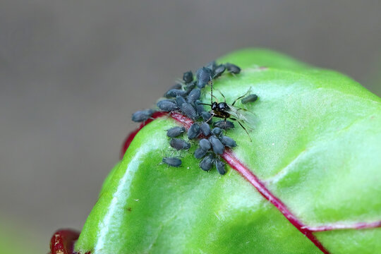 Aphid parasitoid, Aphidius colemanni, laying eggs to greenflies bodies. Aphidiinae are a subfamily of tiny parasitoid wasps that use aphids as their hosts.