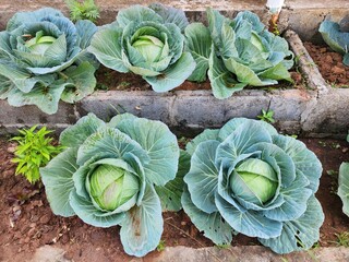 Green cabbage background in top view.