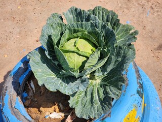 Green cabbage background in top view.