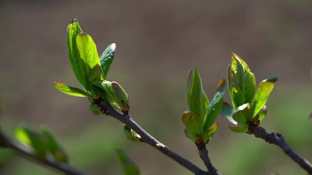 Medlar, leafing in natural ambient, spring (Mespilus germanica) - (4K)