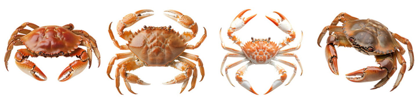 Four crabs in a digitally distorted quartet.