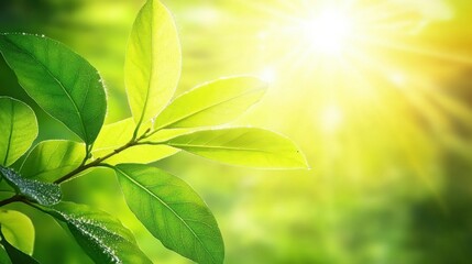 Obraz premium Green Leaves Illuminated by Sunlight in Nature Background