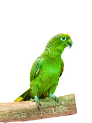 Panama Amazon and Yellow-crowned Amazon green parrot isolated on transparent background © Nargiza