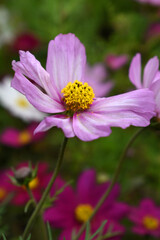 Pink Cosmos flower, Cosmos flowers, autumn season image, Beautiful Pink Cosmos flower in the garden. Pink flowers pictures. Cosmos Bipinnatus, commonly called the garden or Mexican aster