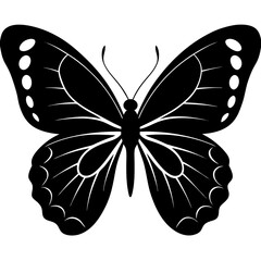 Butterfly on white background