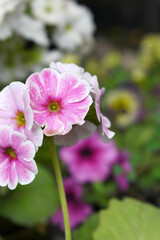 Blooming vibrant Pink geranium Pelargonium flowers closeup, Blooming of Geranium, closeup shot of Pink geranium flowers in garden, geranium in the exhibition of geraniums in Chakwal, Punjab, Pakistan