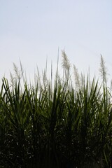 Paisaje con follaje de cañas silvestres con hojas y tallos verdes y floración en forma de pluma con fondo del cielo