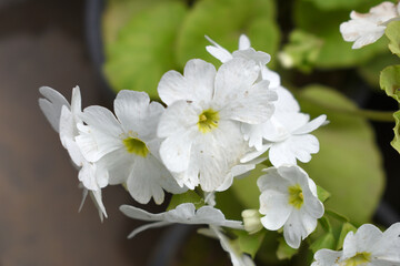 Blooming vibrant White geranium Pelargonium flowers closeup, Blooming of Geranium, closeup shot of White geranium flowers in garden, geranium in the exhibition of geraniums in Chakwal, Punjab, Pakista
