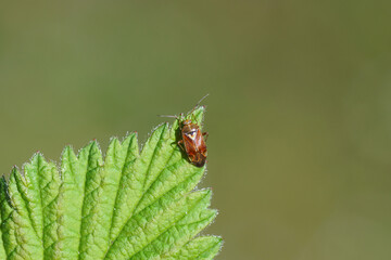 Small plantbug Lygus pratensis Tribe Mirini, subfamily Mirinae, family Plant Bugs Miridae. On a leaf. Netherlands, Spring, April