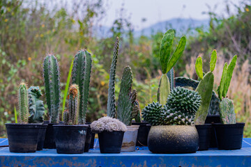 Cactus cacti in various pots