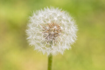 dandelion fluff