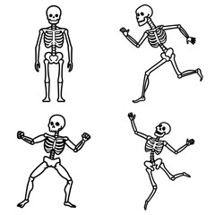 Bundle of Human Skeletons, Human Skeleton 
