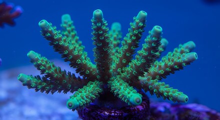 Fototapeta premium Vibrant Green Acropora Coral: Underwater Jewel AI Generated