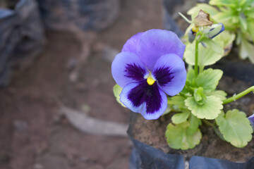 Spring flowers Viola in violet Black color - favorite ornamental plant flowering in the spring,...
