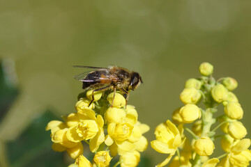 Hoverfly, Tapered Drone Fly, Eristalis pertinax on yellow flowers of Oregon grape (Mahonia aquifolium). Buttercup or barberry family (Berberidaceae). Spring, April, Netherlands	