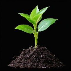 Fresh and Healthy Small Plant with Green Leaves Growing in Dark Brown Soil on Black Background