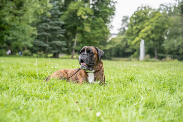beautiful 3 years old purebred golden brown german boxer dog puppy jumping playing outdoor shooting