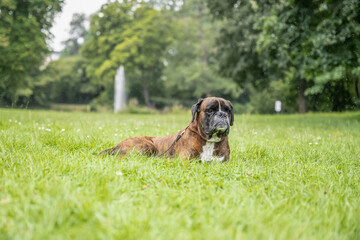 beautiful 3 years old purebred golden brown german boxer dog puppy jumping playing outdoor shooting